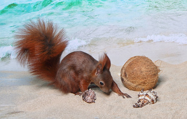 Eichhörnchen am Strand
