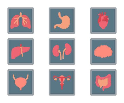 x-ray human internal organs flat icon