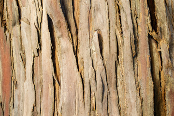 The bark of a Santa Cruz Island Ironwood, Lyonothamnus floribundus ssp. aspleniifolius- texture or background