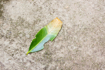 green leaf drop on soil background