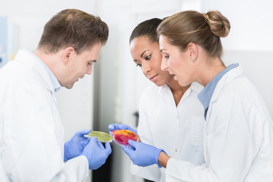 Group of food laboratory researchers comparing bacteria cultures