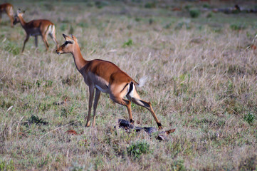 Impala squatting in the savannah
