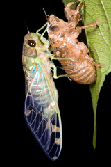 Cicada changing its skin in the rainforest understory at night