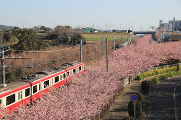 さくらと電車