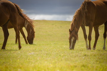 Hungry Horses