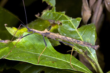 Stick insect (Pseudophasma bispinosa) in tropical rainforest, Ecuador