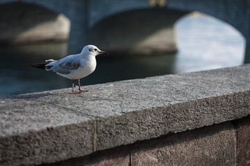 Möwe auf einer Mauer am Fluss