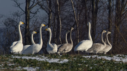 Nine whooper swans, young and old in a field. ( Cygnus cygnus )