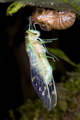 Cicada changing its skin in the rainforest understory at night
