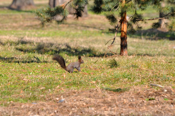 Squirrel looking for food on the ground in the spring after a long winter