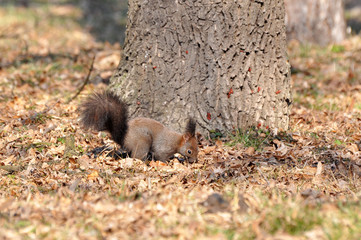 Squirrel looking for food on the ground in the spring after a long winter