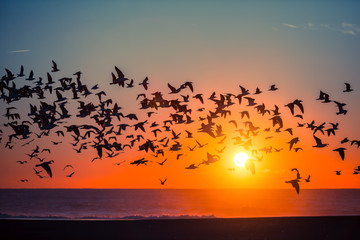 Silhouettes flock of seagulls over the Sea during blood-red sunset.