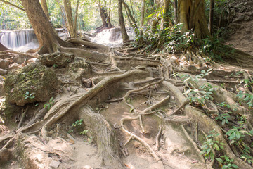 root of tree with stream water