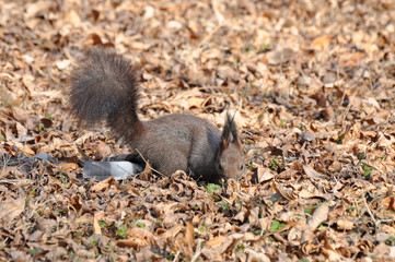 Naklejka na ściany i meble Squirrel looking for food on the ground in the spring after a long winter