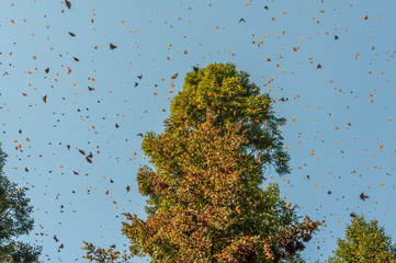 Monarchs tree