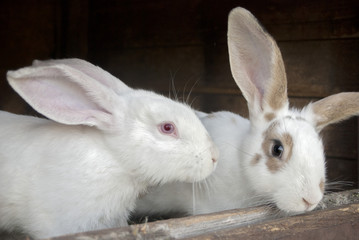 White rabbit looking outside through the cage