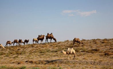 camel caravan in the desert