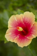 Hibiscus 
