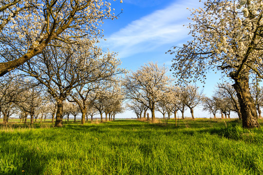 bl&uuml;hende Kirschb&auml;ume im Sommer auf Kirschplantage vor blauem Himmel