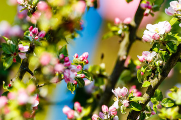 farbig Leuchtende Apfelblüten / Blütenknospen