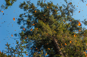 Monarch origin's tree