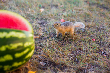 Gopher and watermelon