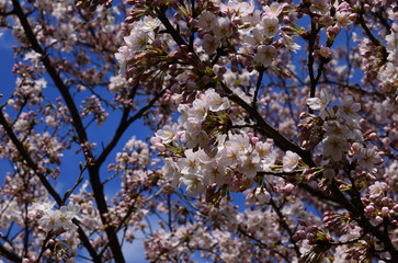 桜花　日本
cherry blossom, Japan