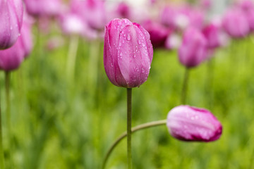 beautiful tulips at garden