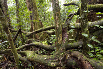 Tangle of fallen branches on the rainforest floor in Ecuador