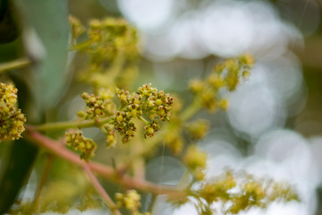 Flower of mango 