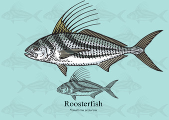 Roosterfish. Vector illustration for artwork in small sizes. Suitable for graphic and packaging design, educational examples, web, etc.