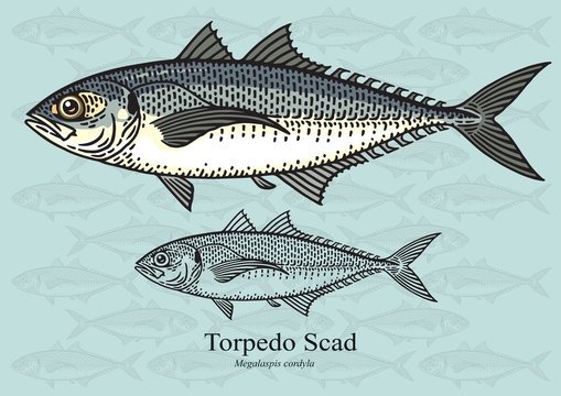 Torpedo Scad, Hard tail Scad. Vector illustration for artwork in small sizes. Suitable for graphic and packaging design, educational examples, web, etc.