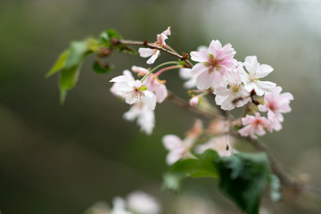 cerasus subhirtella