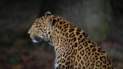 Léopard / Panthère en forêt vu de profil © fzrmailbox