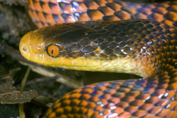 Fototapeta premium Yellow-headed calico snake (Oxyrhopus formosus)