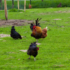 flock of chickens grazing on the grass