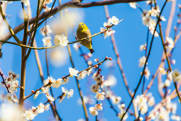 The Japanese White eye.The background is white plum blossoms. Located in Shinjuku, Tokyo Prefecture Japan.