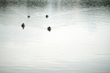Goose at pond,Osaka,japan