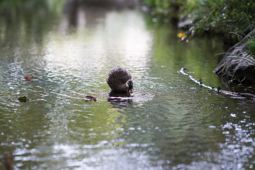 Goose at pond,Osaka,japan