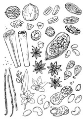 Nuts and spices line drawn on a white background. Sketch of food. Walnut, cocoa beans, vanilla, Gorica, almonds, hazelnuts, peanuts, anise