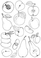 Set of fruits drawn a line on a white background. Sketch line. Apple, pear, peach