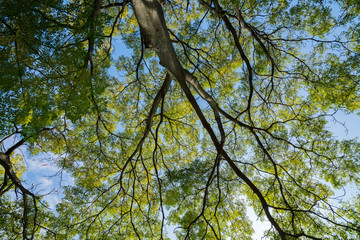 Green tree on the sky