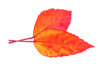 autumn leaf isolated on white background