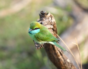 Little green bee-eater, Merops orientalis, Sri Lanka