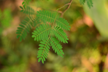 Prosopis humilis
