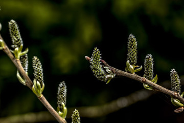 A flower of the willow blossoming in the spring wood. 
