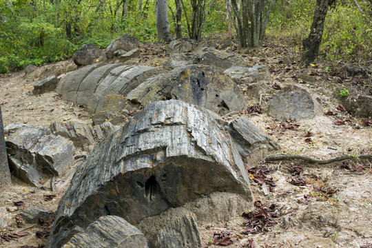 Petrified tree trunk (Genus Araucarioxylon, upper Cretaceous) at Puyango Petrified Forest, Ecuador.