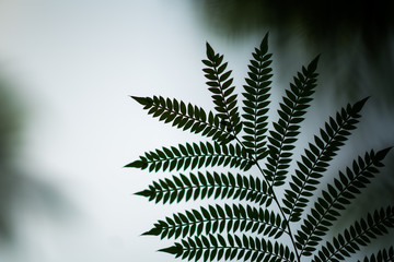 Fern silhouette