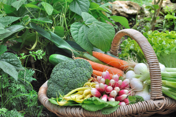 légumes frais dans panier en osier au sol d'un potager