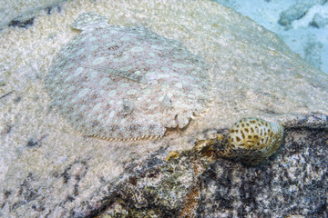 peacock flounder,Bothus mancus